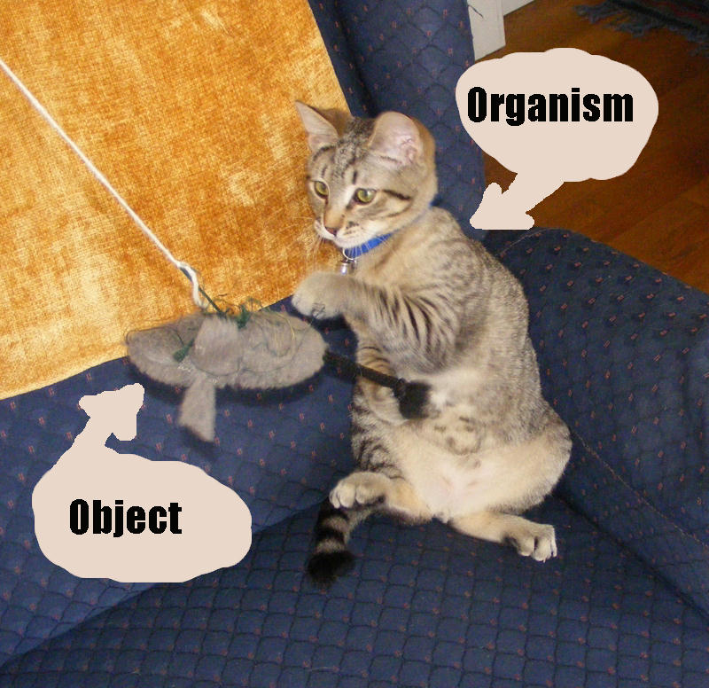 organism-object.jpg